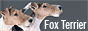 Питомник Крейт Кросс, жесткошерстный фокстерьер, wire fox terrier,  Kennel Kreit Kross